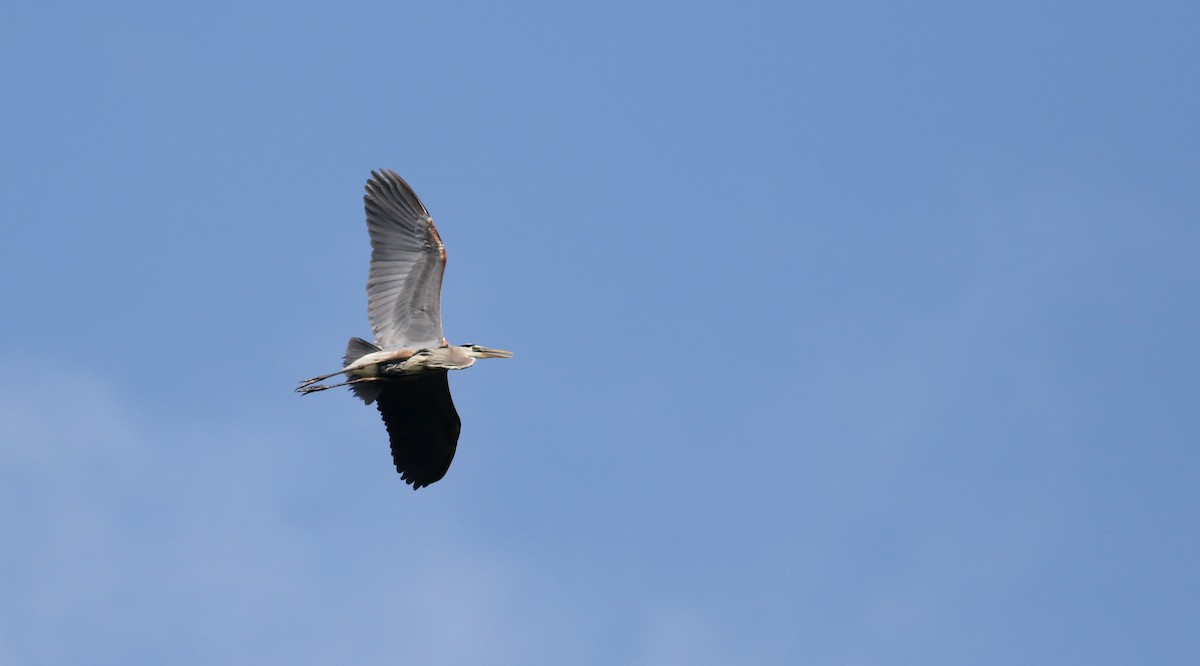 Great Blue Heron (Great Blue) - Jay McGowan