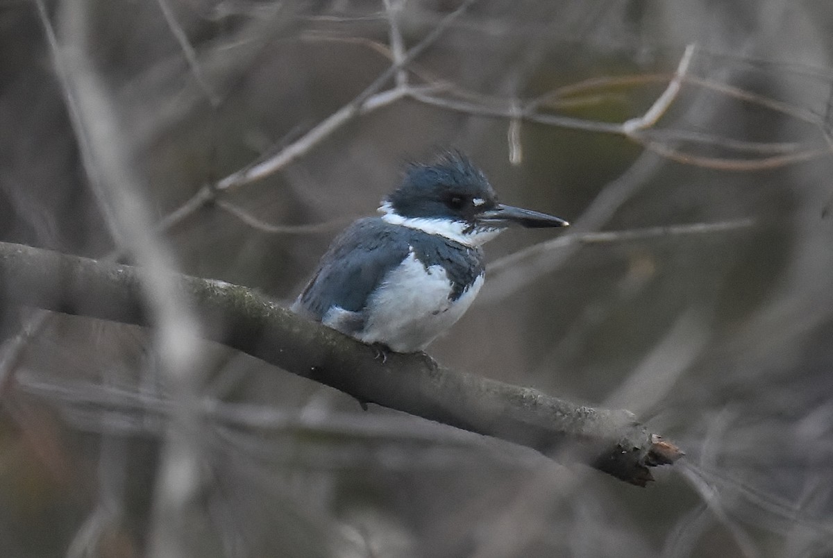 Belted Kingfisher - ML434226851