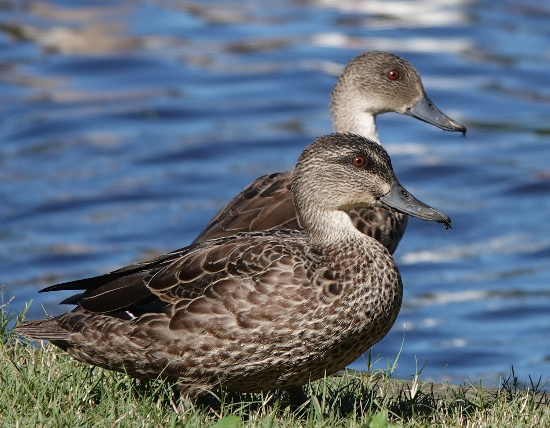 Pacific Black Duck x Grey Teal (hybrid) - eBird