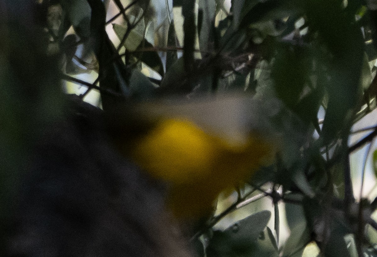 Yellow-breasted Chat - Elizabeth Crouthamel