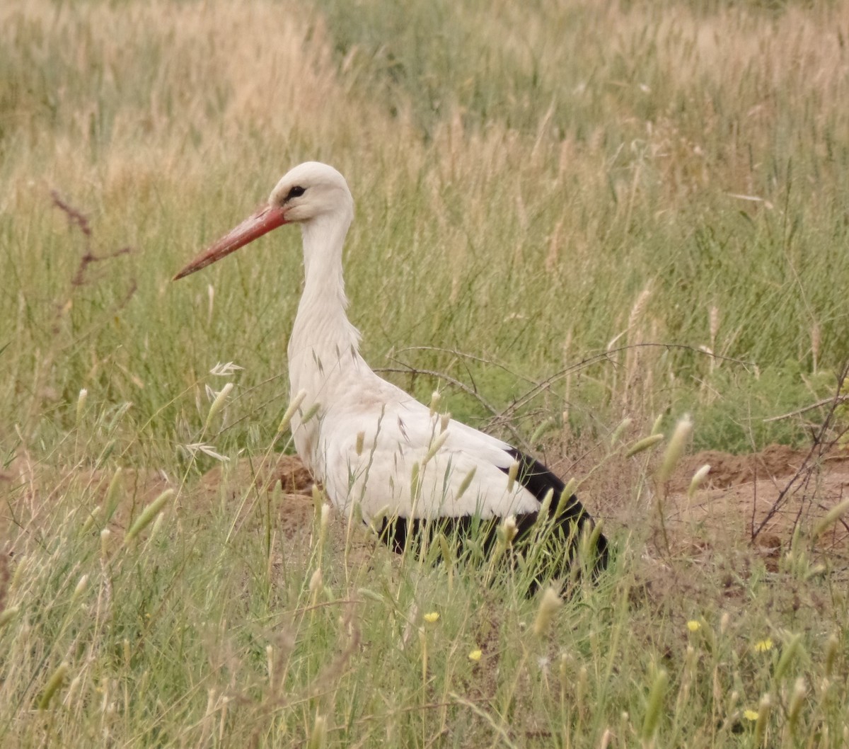 White Stork - ML434235821