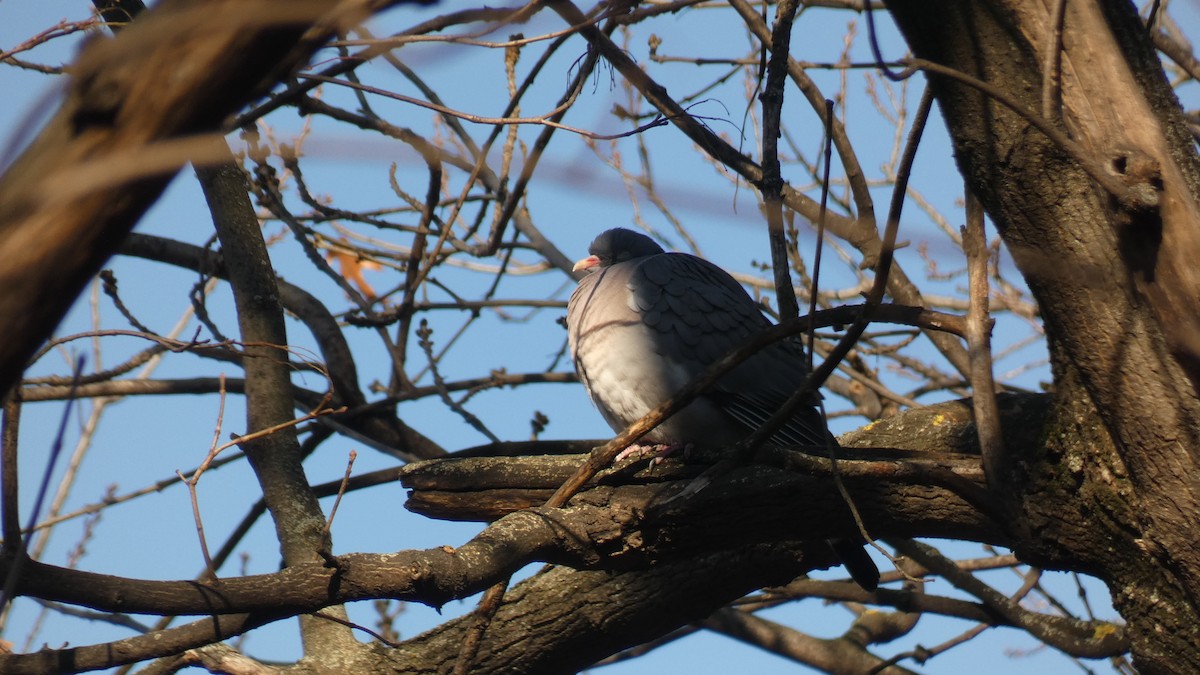 Common Wood-Pigeon - ML434236411