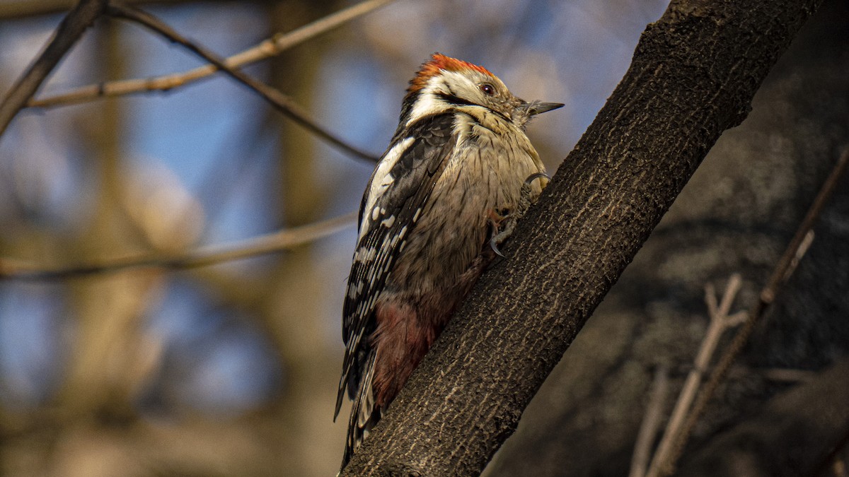 Middle Spotted Woodpecker - ML434236781