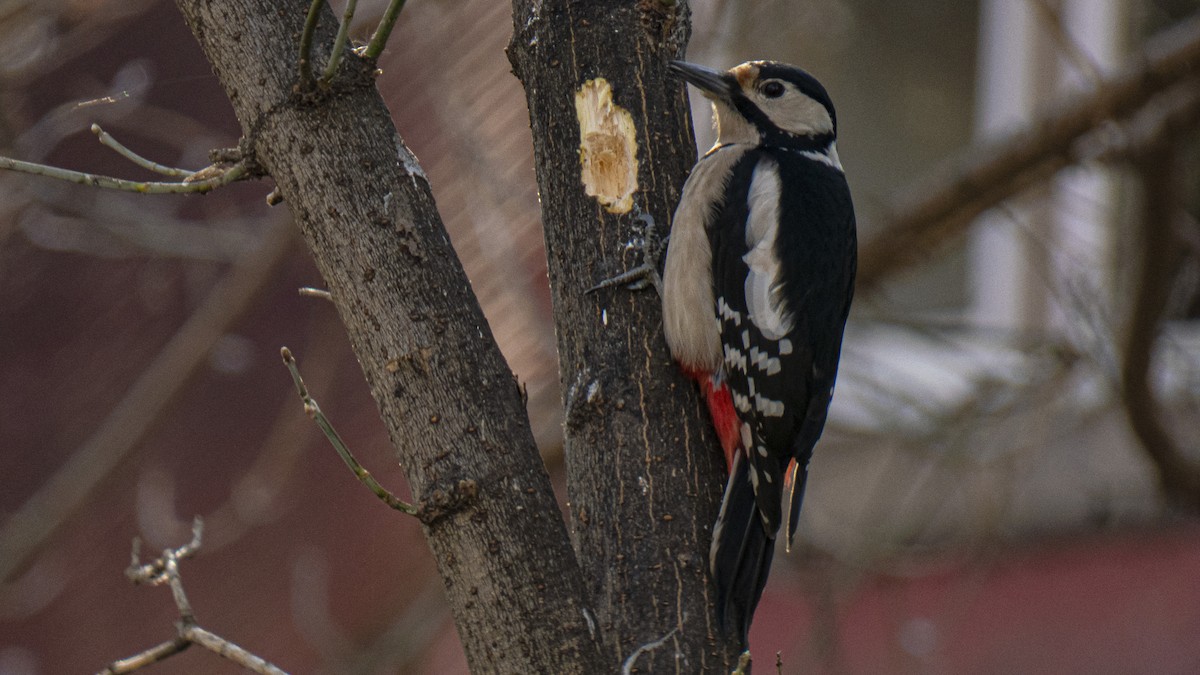 Great Spotted Woodpecker - ML434236831