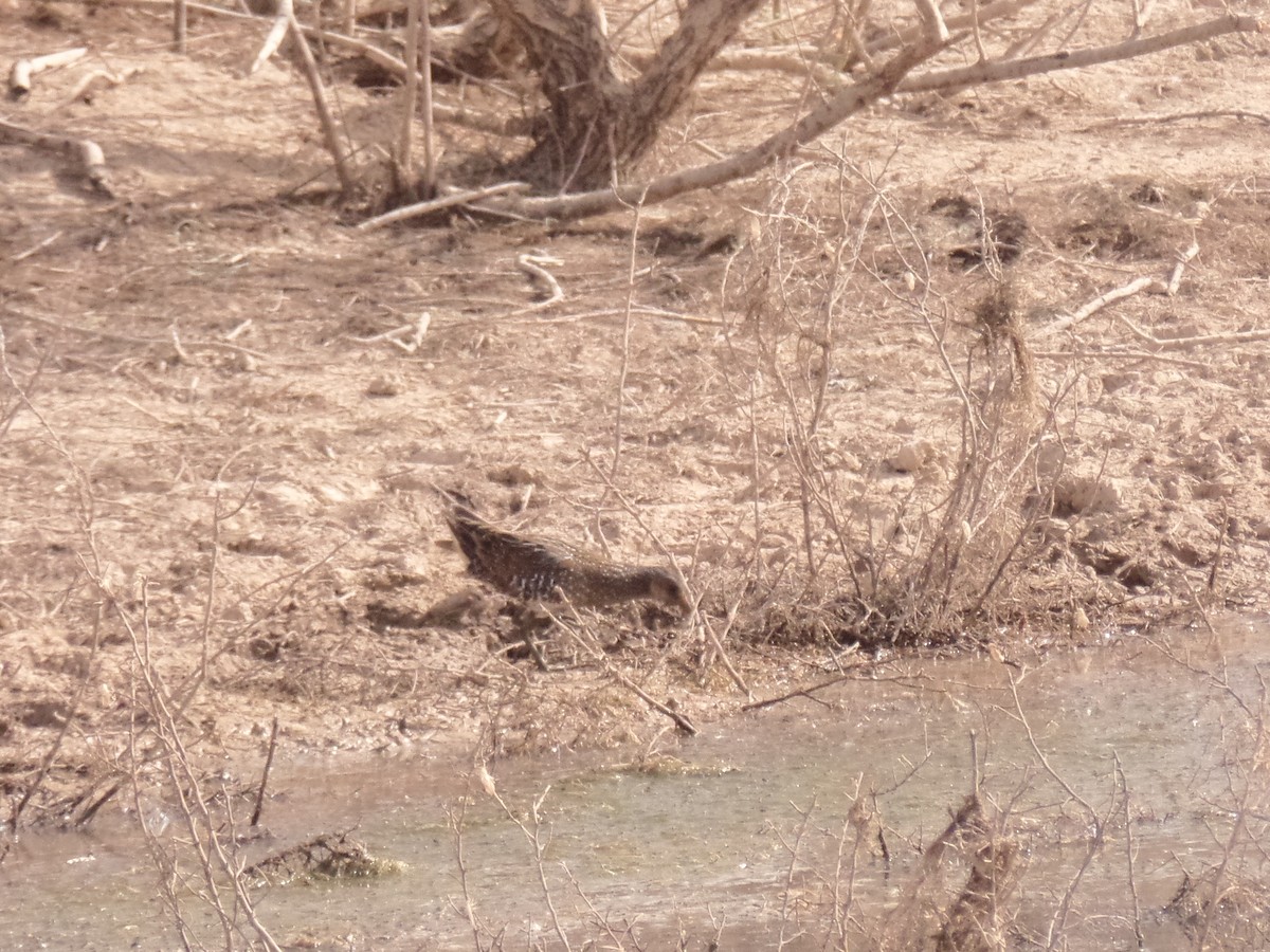Spotted Crake - ML434236991