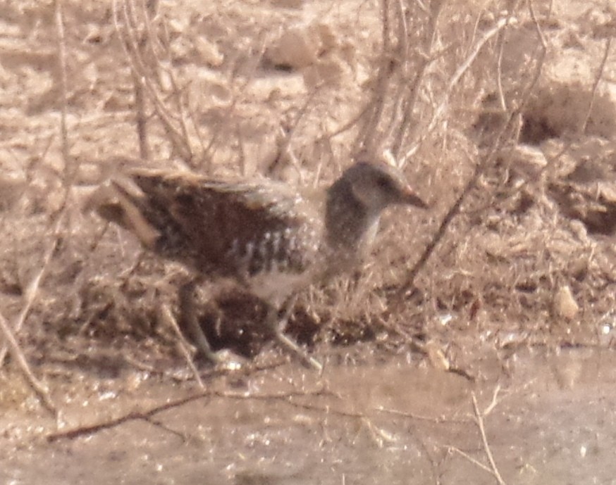 Spotted Crake - ML434237471