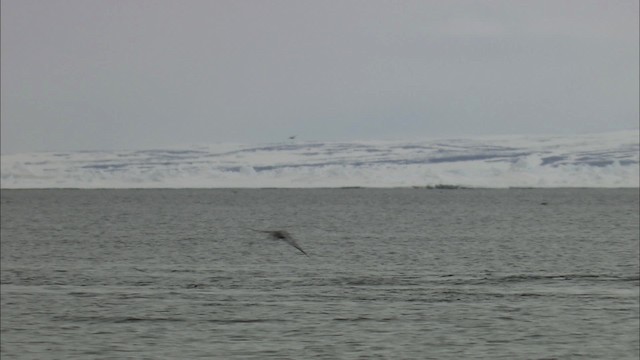 Narwhal - ML434248