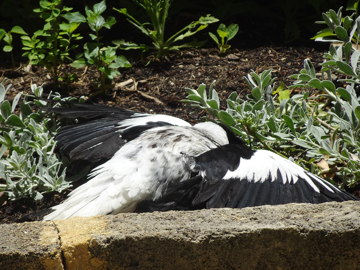 Australian Magpie (Western) - Ian Standring