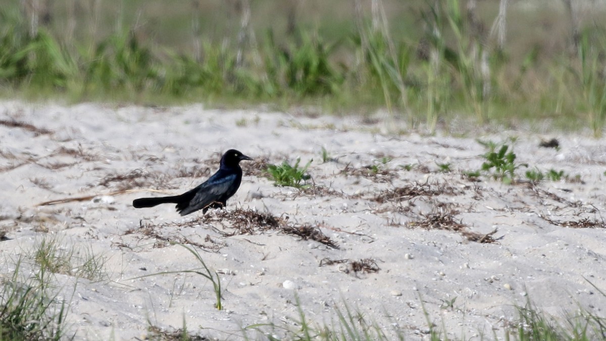 Boat-tailed Grackle - ML43425151