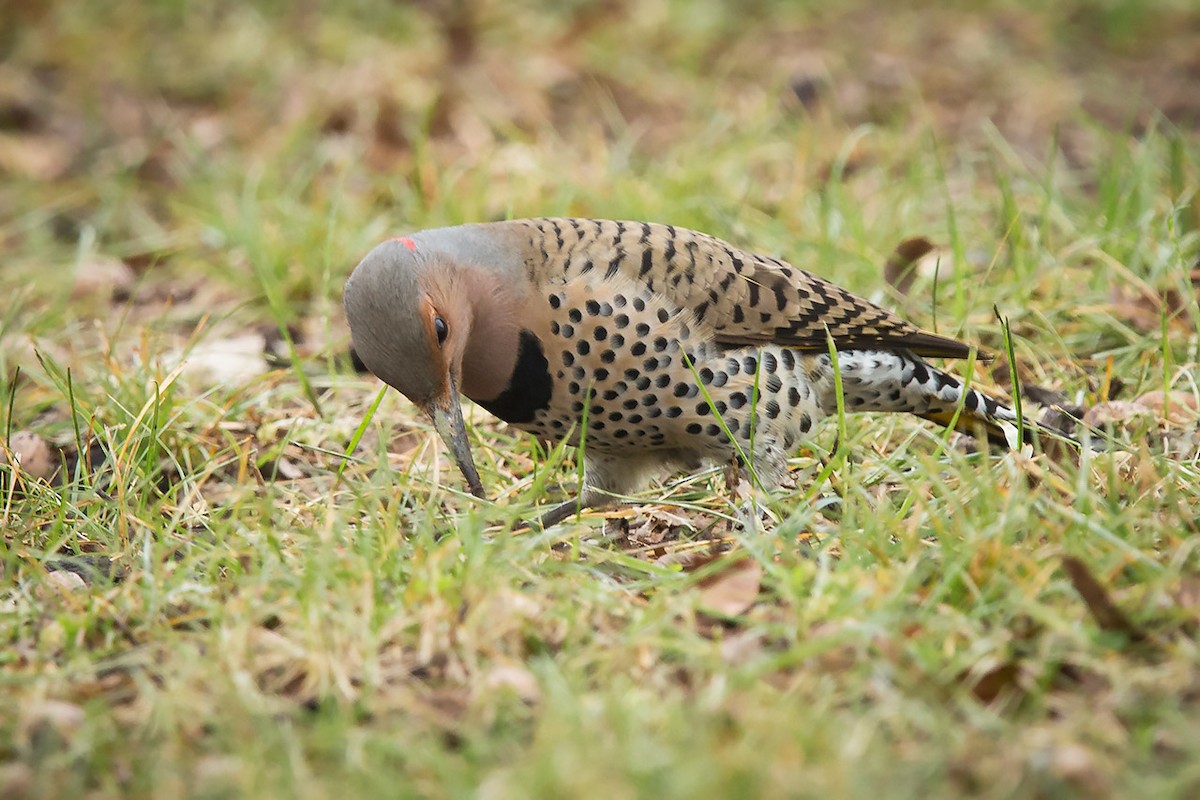 Northern Flicker (Yellow-shafted) - ML43425441