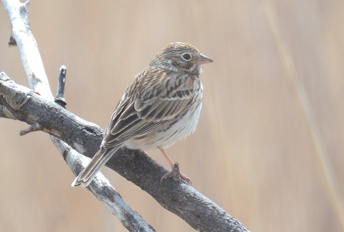 Vesper Sparrow - Dana Siefer