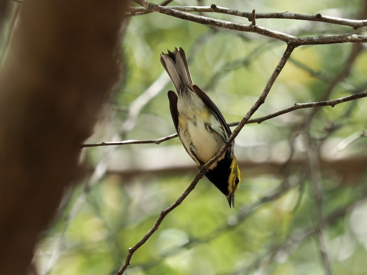 Black-throated Green Warbler - Matt Southgate