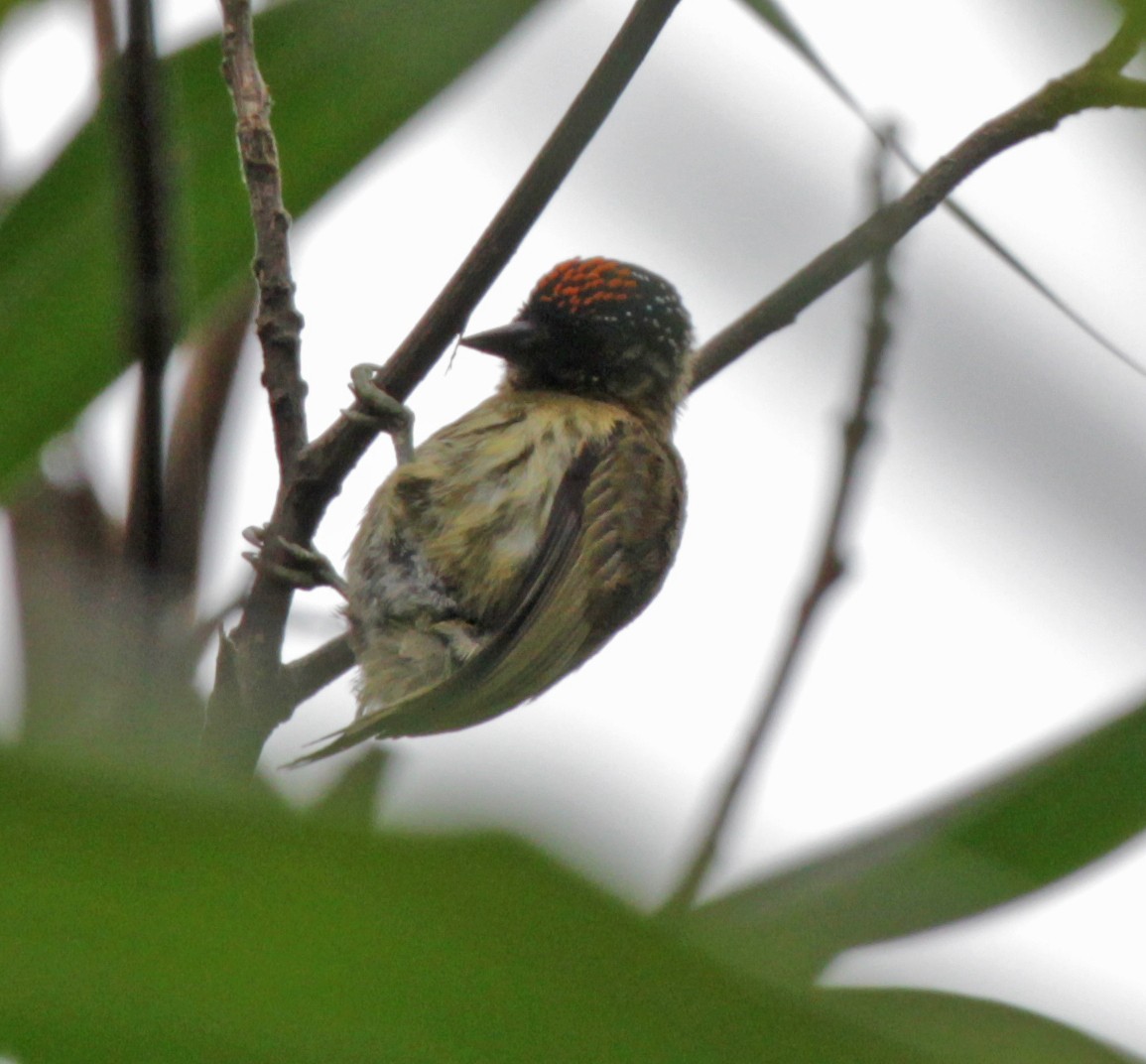 Olivaceous Piculet - ML43428521