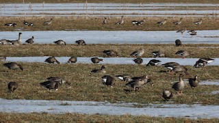 Greater White-fronted Goose, ML434287191