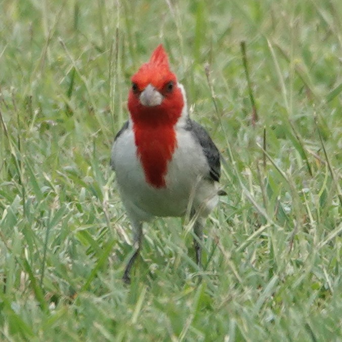 Red-crested Cardinal - ML434292401