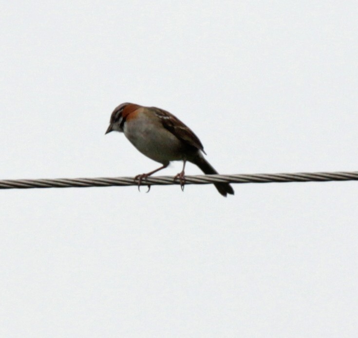 Rufous-collared Sparrow - ML43429281