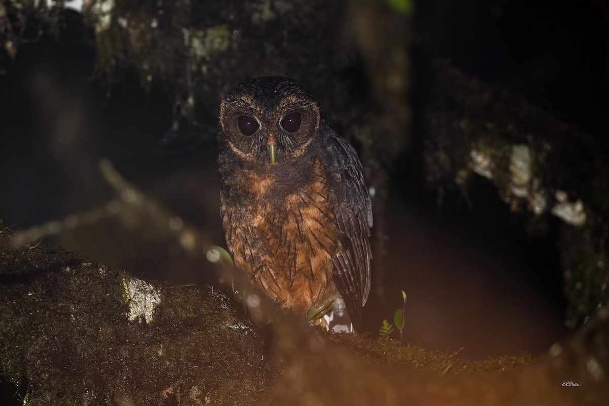 Mottled Owl - Shailesh Pinto