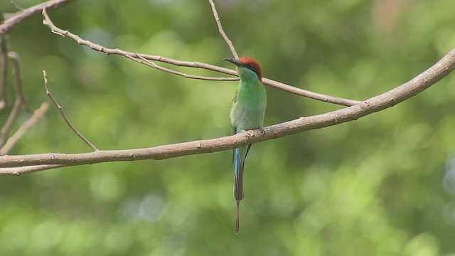 Rufous-crowned Bee-eater - ML434302231