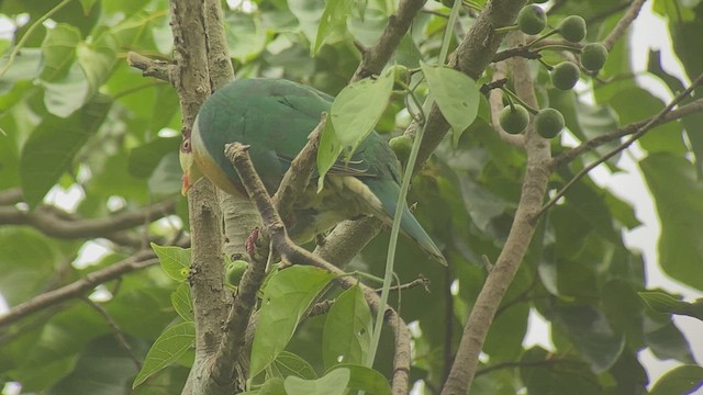 Yellow-breasted Fruit-Dove - ML434303451