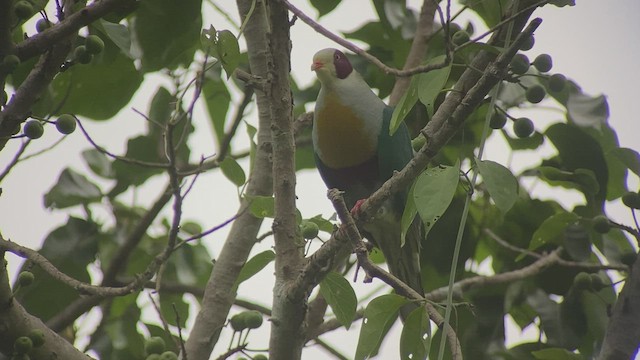 Yellow-breasted Fruit-Dove - ML434303541