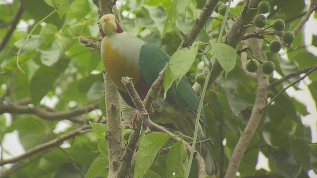Yellow-breasted Fruit-Dove - ML434303601