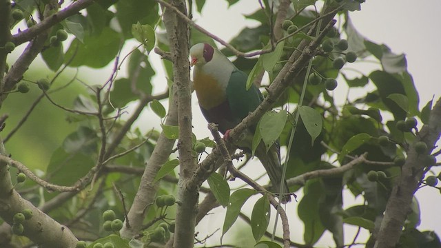 Yellow-breasted Fruit-Dove - ML434303701