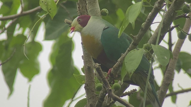Yellow-breasted Fruit-Dove - ML434303831