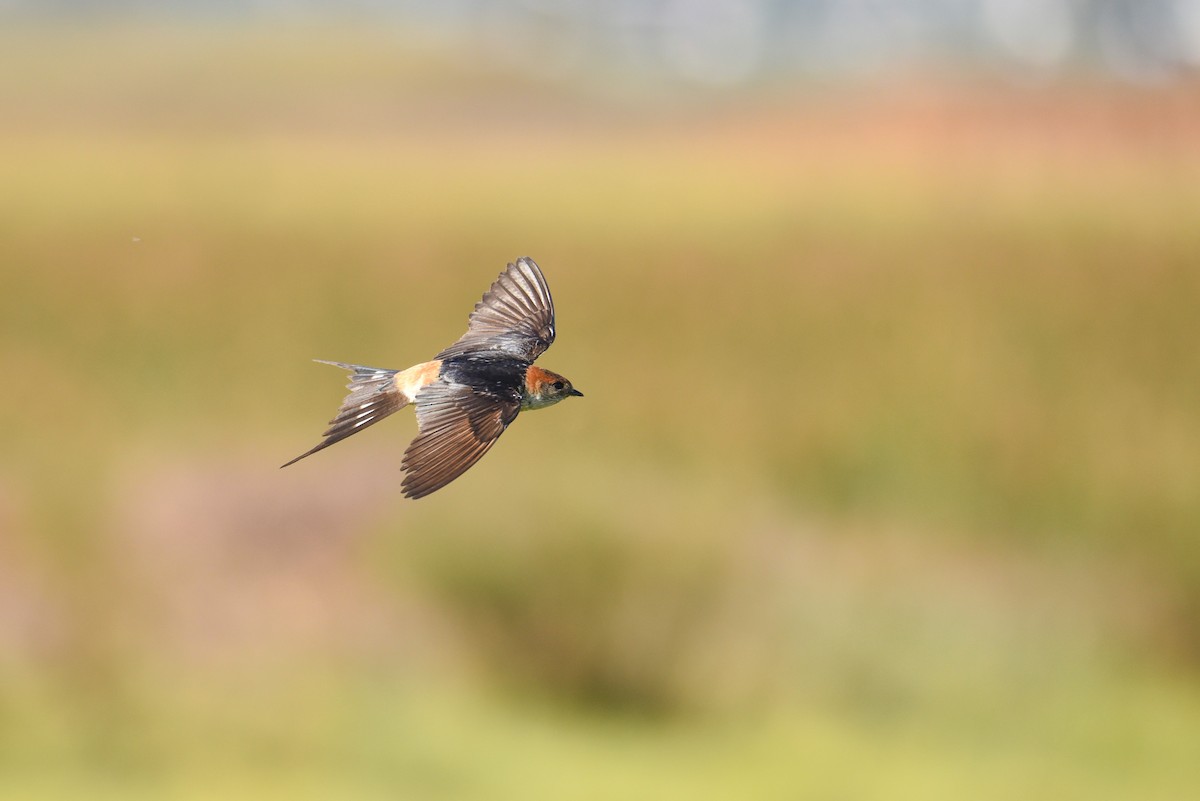 Greater Striped Swallow - ML434304511
