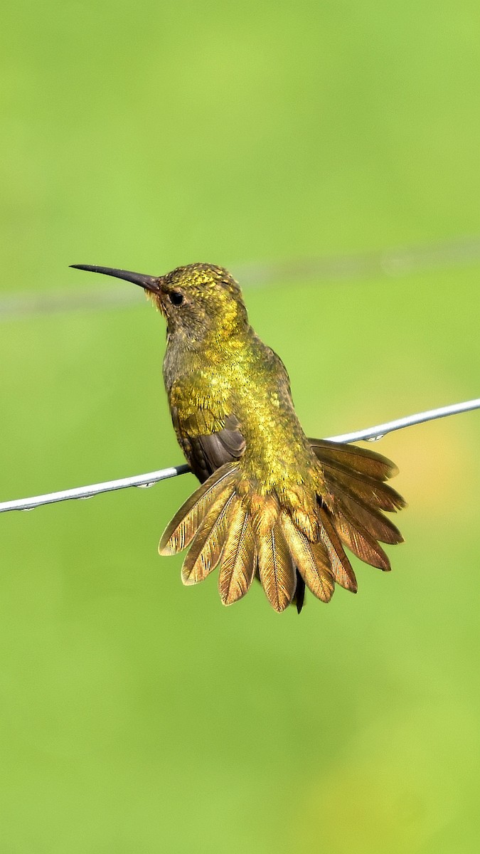 kolibřík zlacený - ML434305871