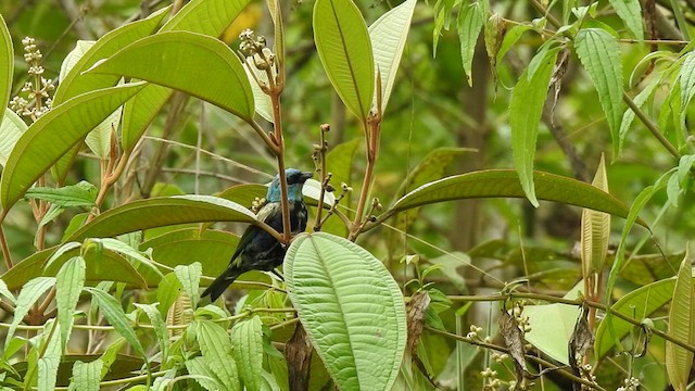 Blue-necked Tanager - ML434312971