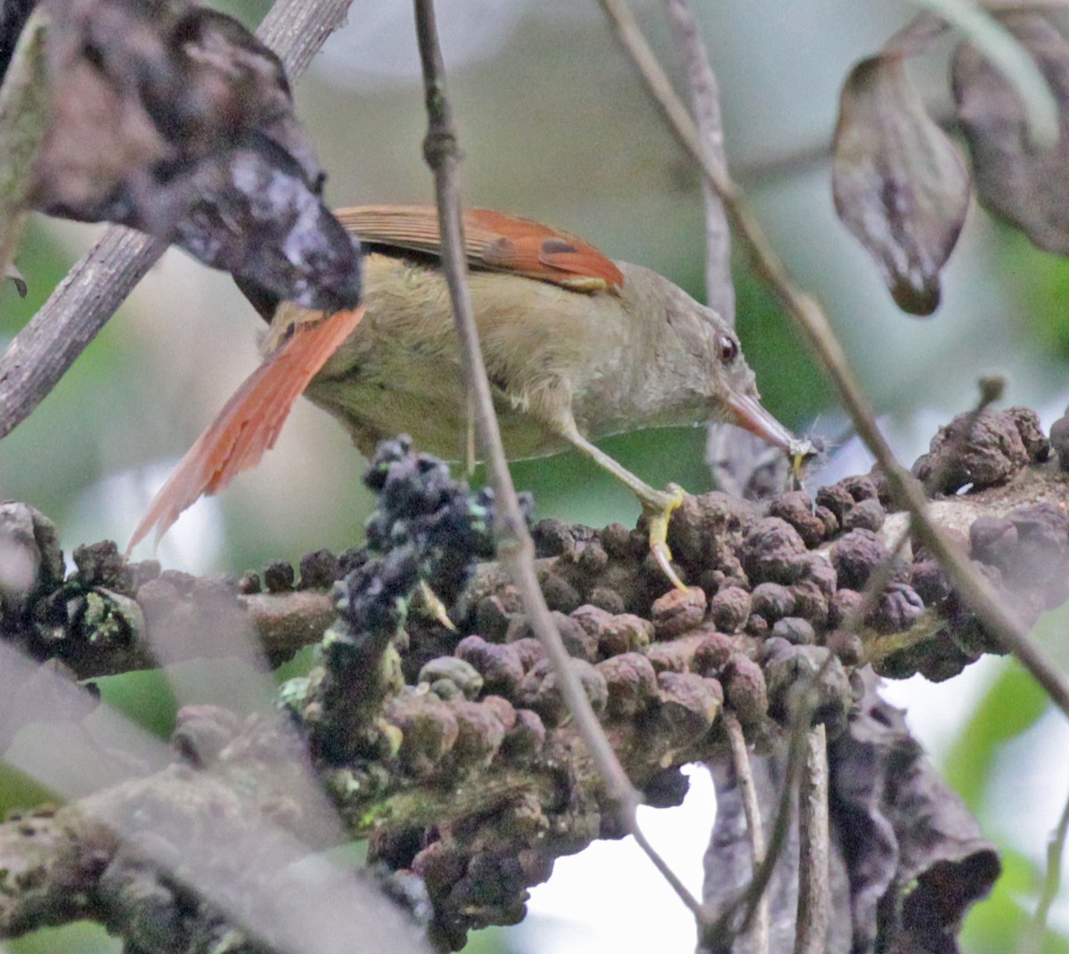 Ash-browed Spinetail - ML43431331