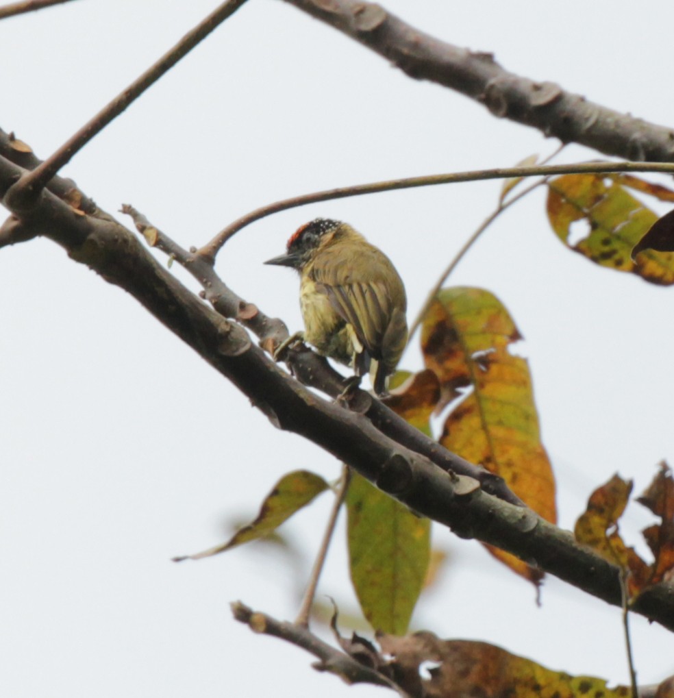 Olivaceous Piculet - ML43431651