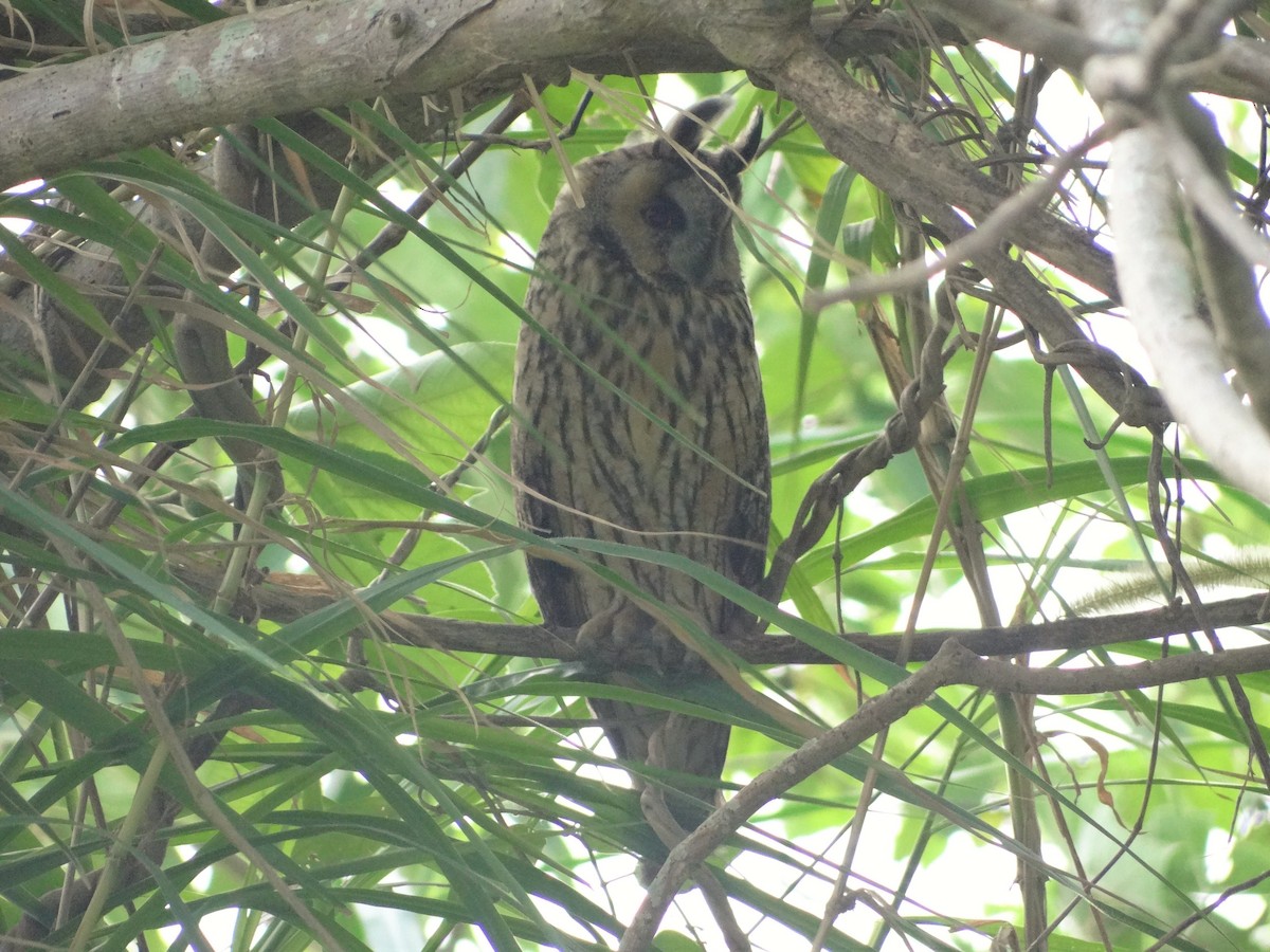 Long-eared Owl - u7 Liao