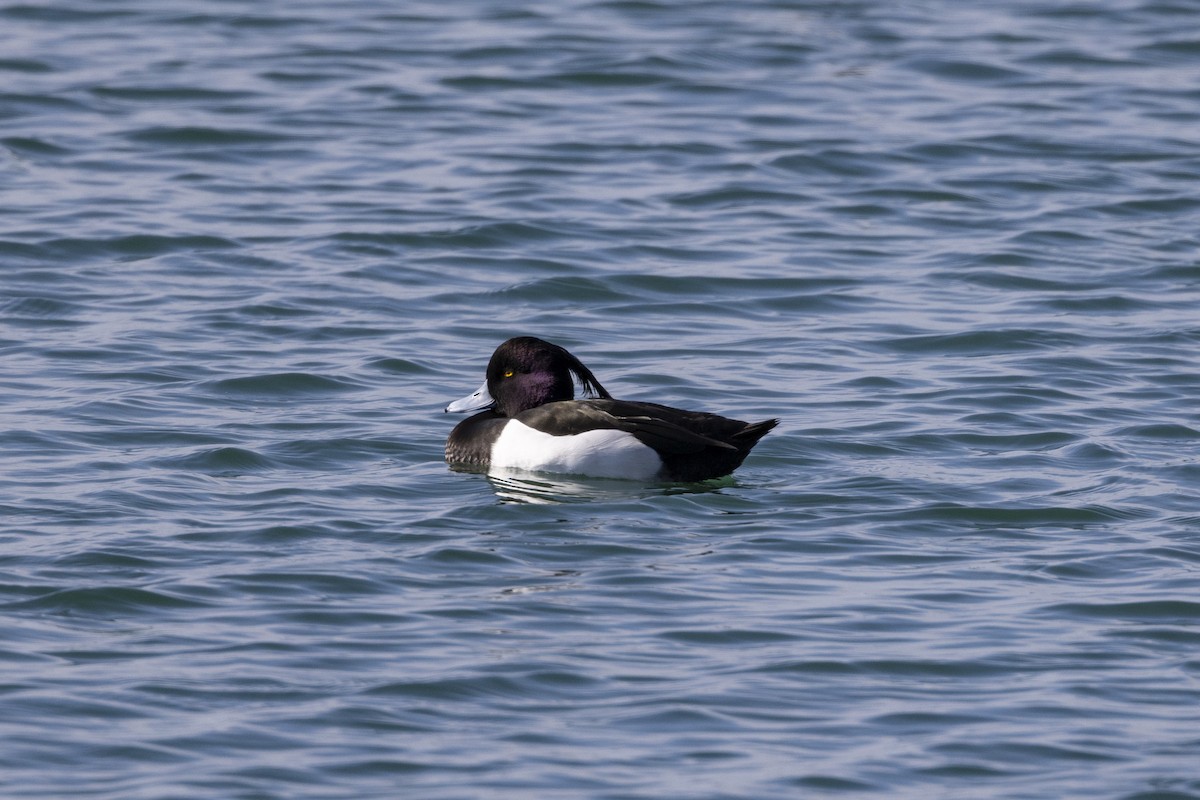 Tufted Duck - ML434320161