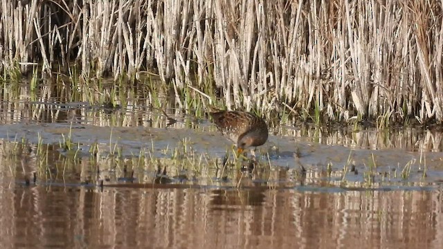 Spotted Crake - ML434328921