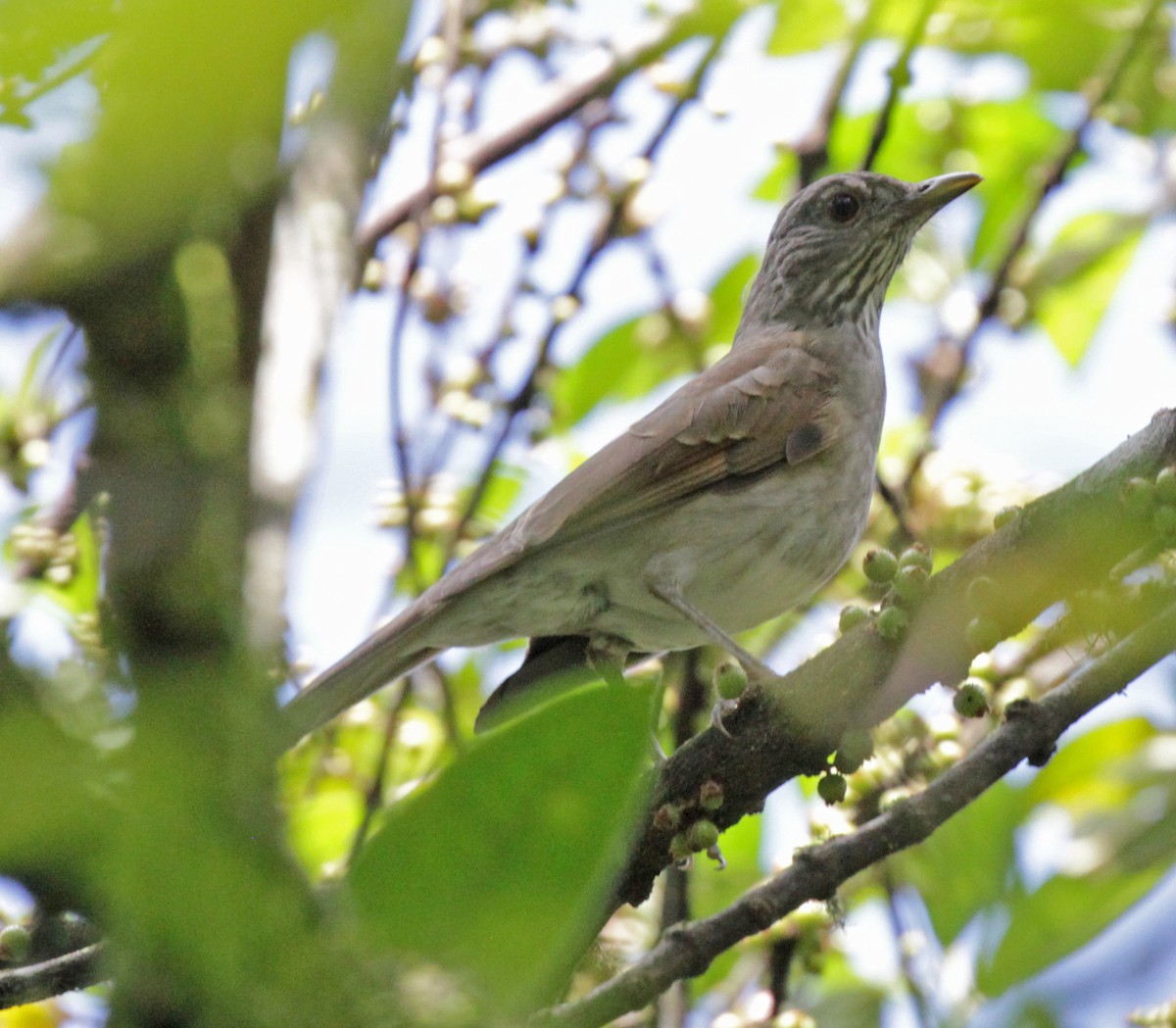 Pale-breasted Thrush - ML43433051