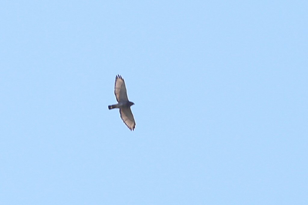 Broad-winged Hawk - ML43433711