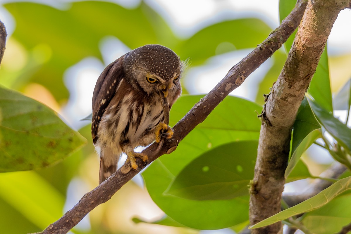 Central American Pygmy-Owl - Layton Rikkers
