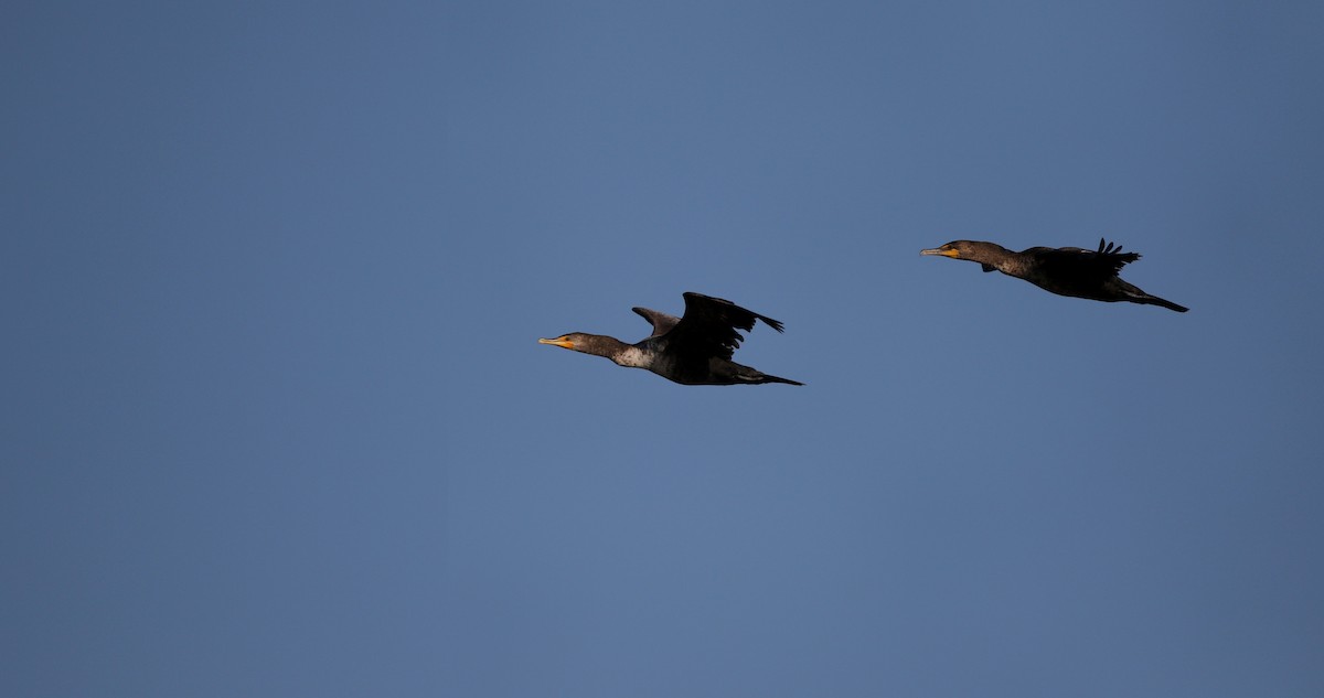 Double-crested Cormorant - Jay McGowan