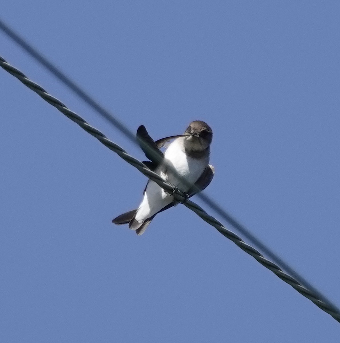 Northern Rough-winged Swallow - ML434348391