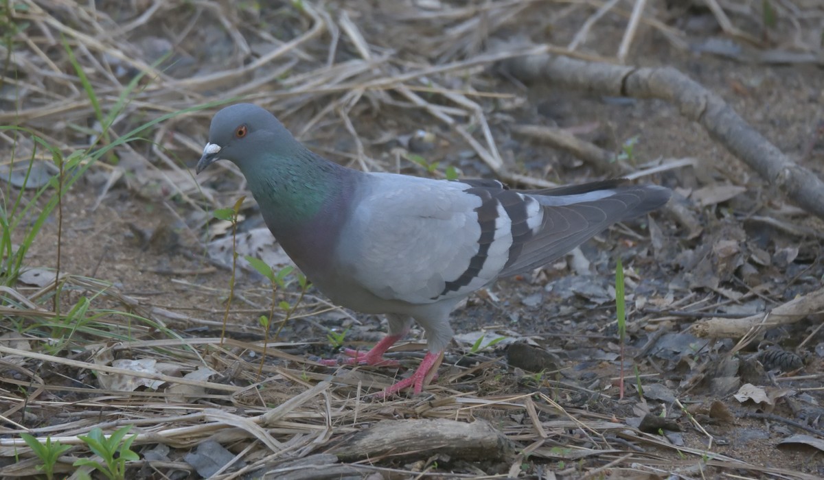 Rock Pigeon (Feral Pigeon) - ML434350421