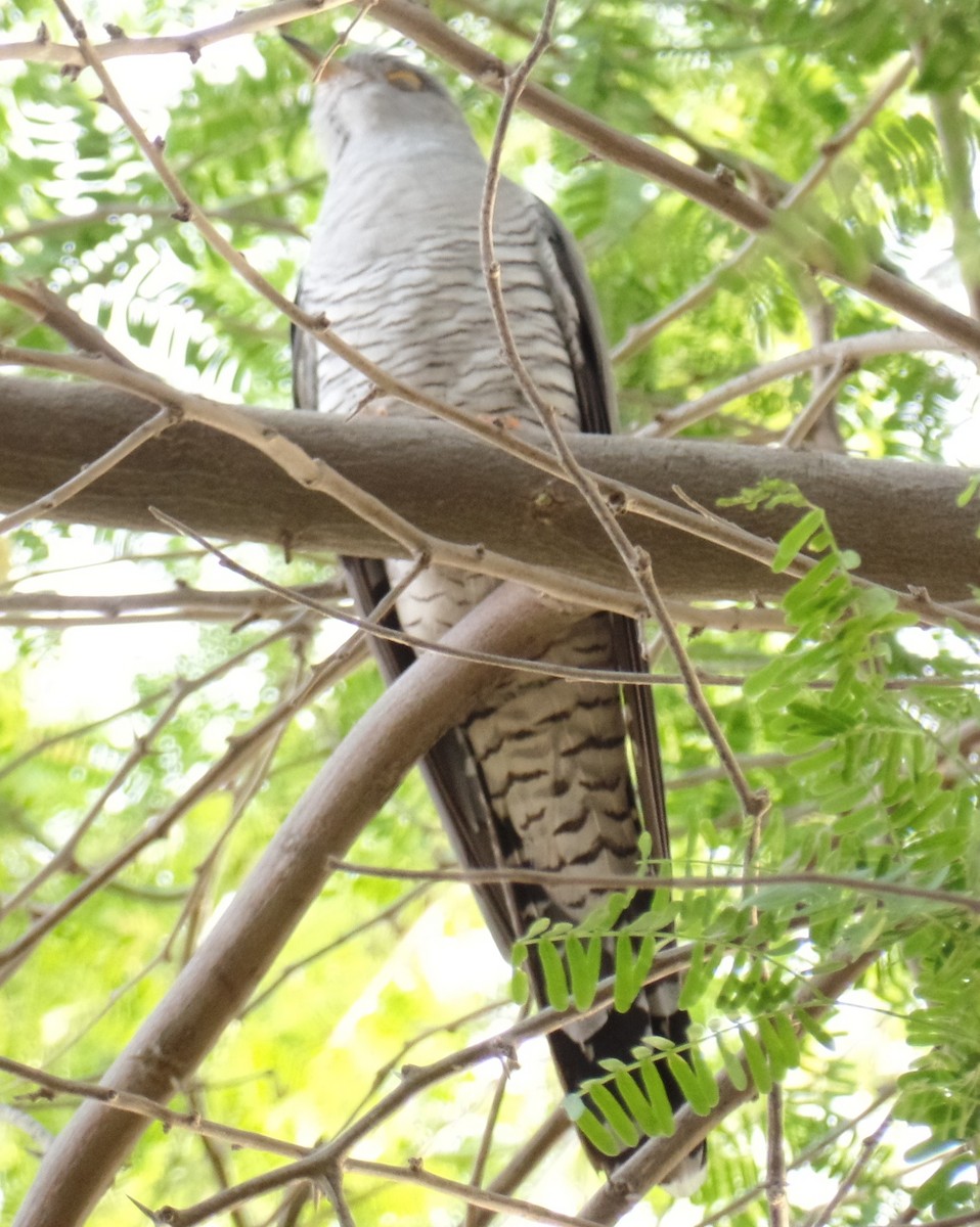 Common Cuckoo - ahmad mohammadi ravesh