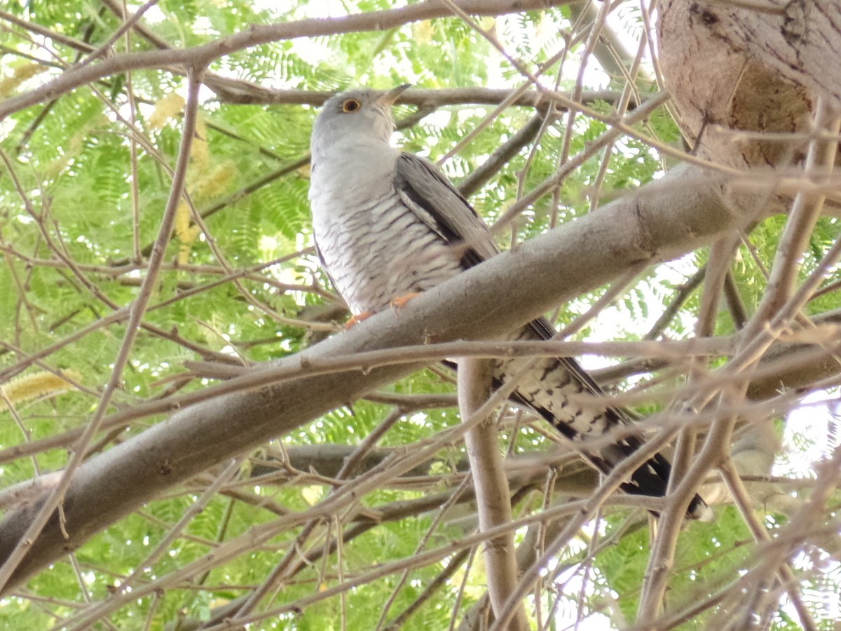 Common Cuckoo - ML434353591