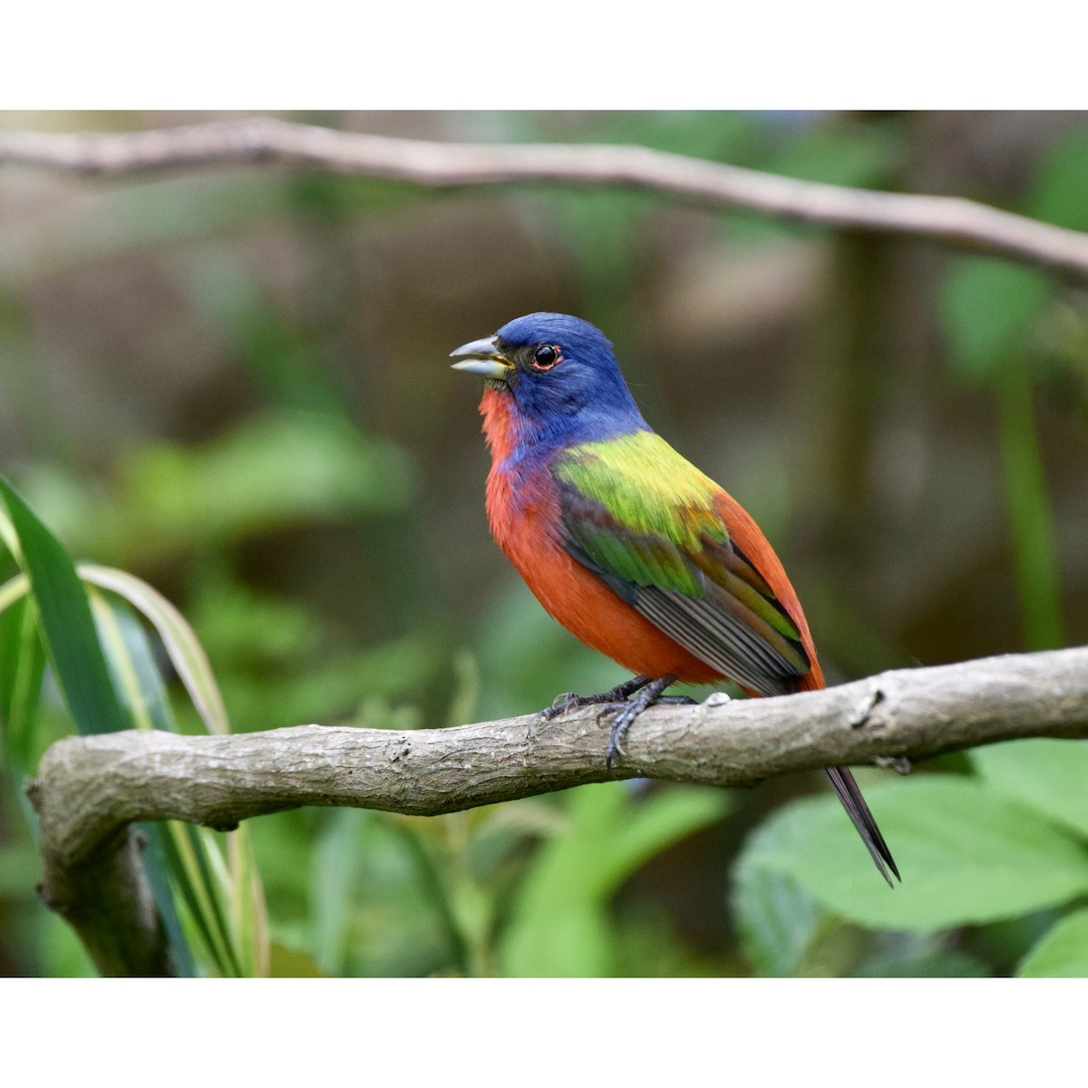 Painted Bunting - ML434354361