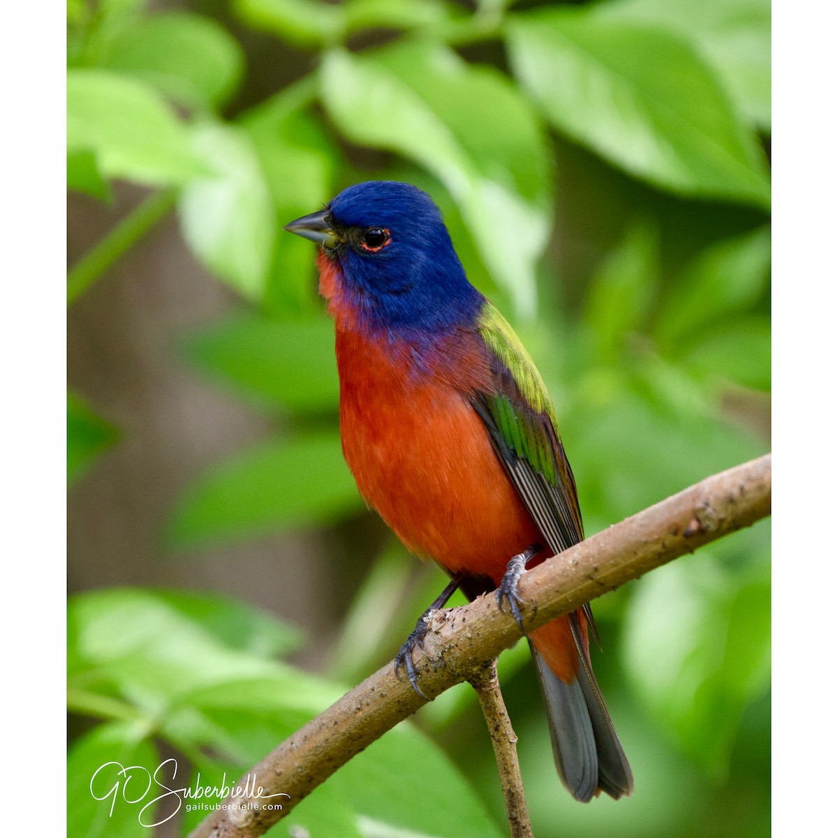 Painted Bunting - ML434354421