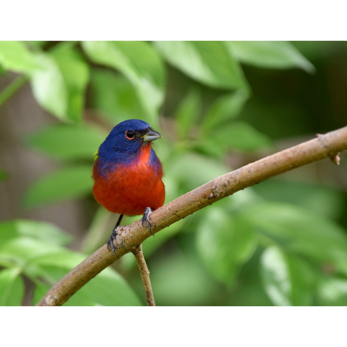 Painted Bunting - ML434354551
