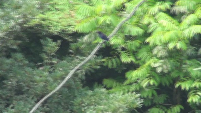 Тайваньская синяя птица - ML434355371