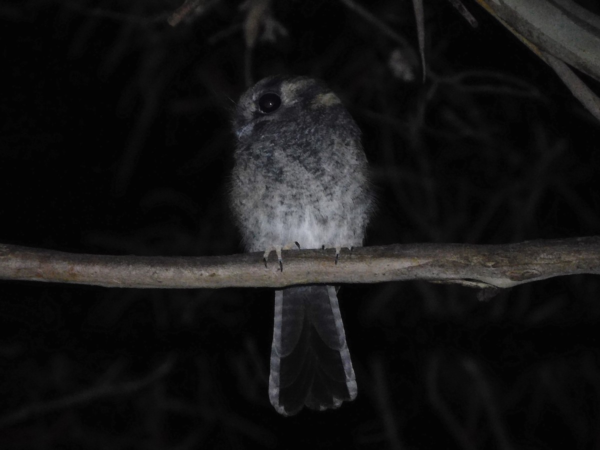 Australian Owlet-nightjar - ML434358191
