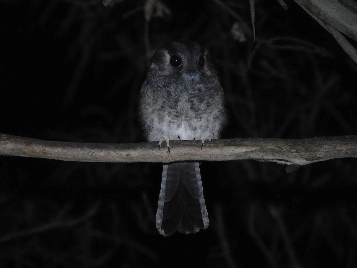 Australian Owlet-nightjar - ML434358741