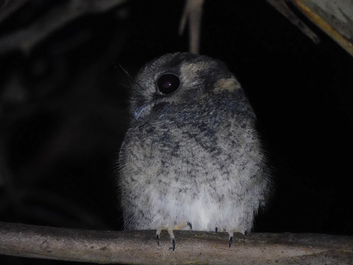 Australian Owlet-nightjar - ML434360081